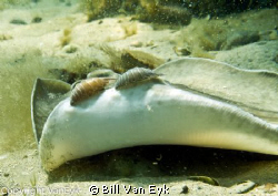 Juvenile stingray with sea lice on its wings.  It appeare... by Bill Van Eyk 